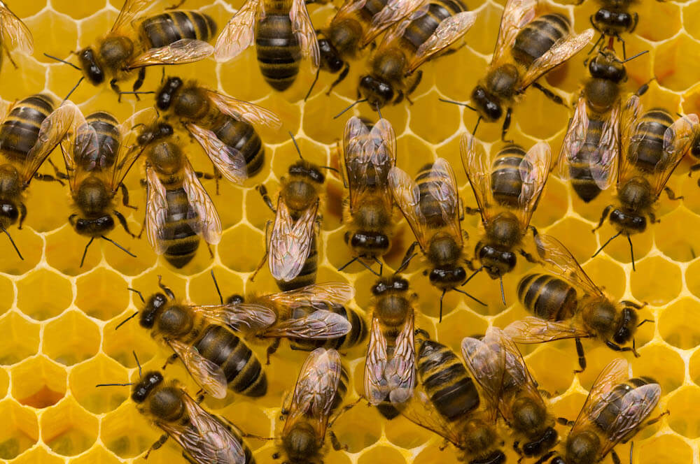 A photo of honey bees on a hive.