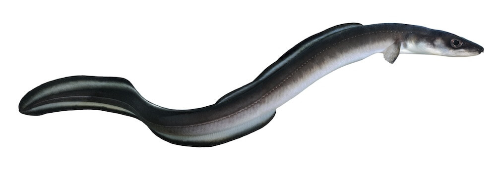 A photo of a long eel.