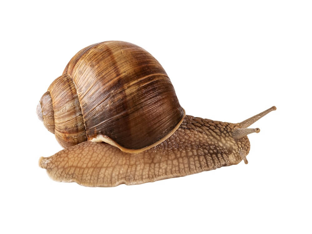 A photo of a snail.