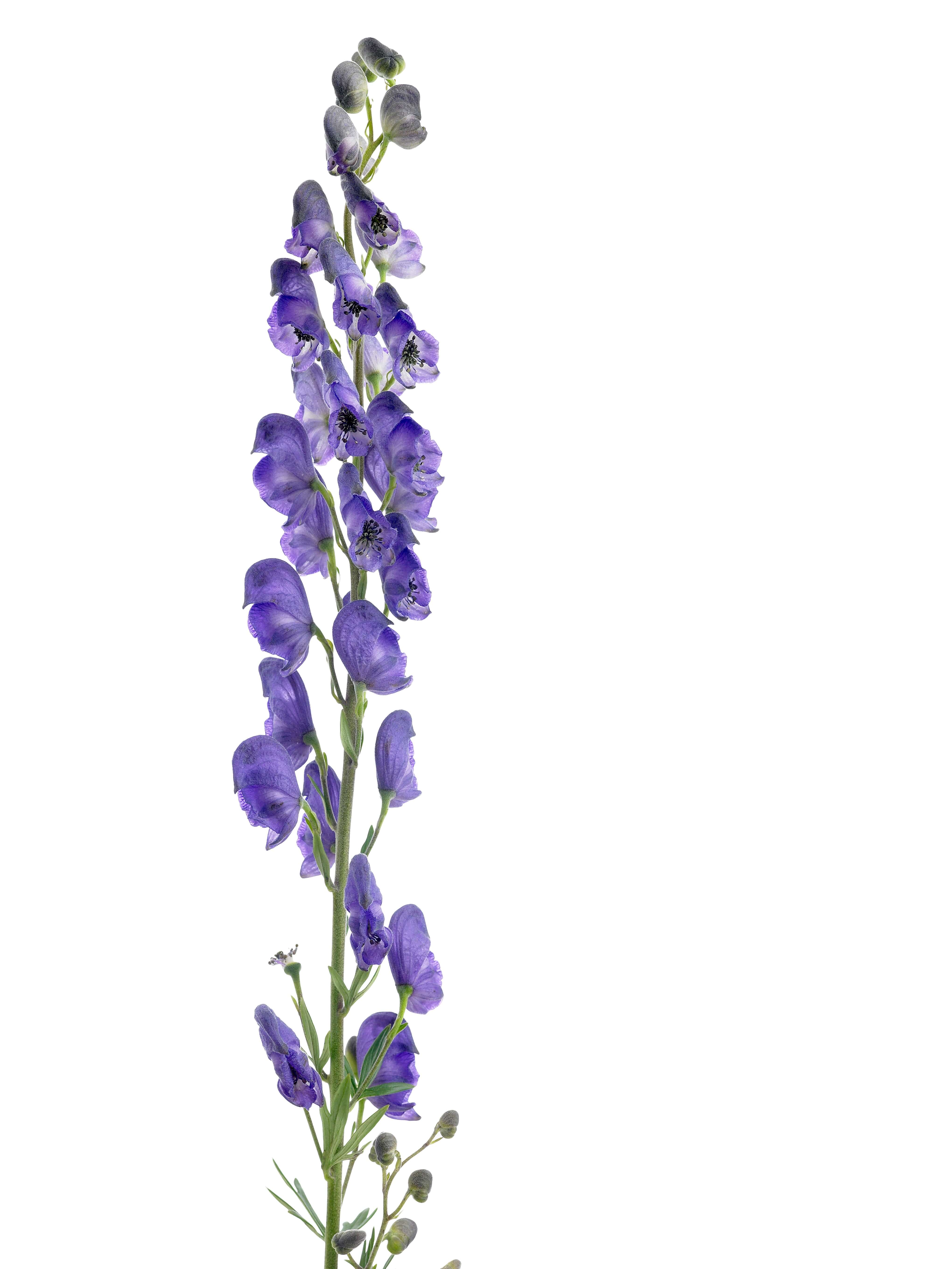 A tall plant with purple bell-shaped flowers.