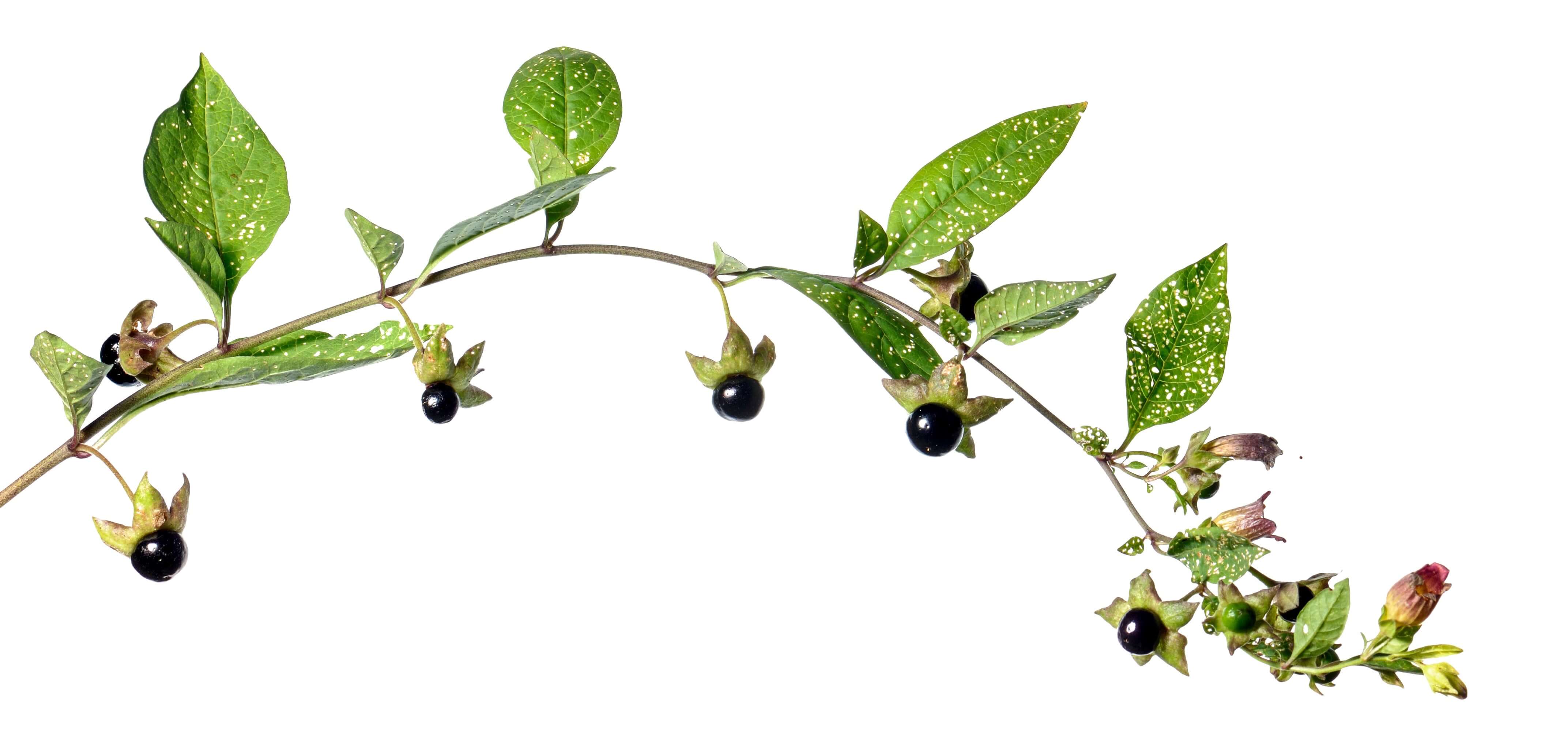 A green plant with dark berries.