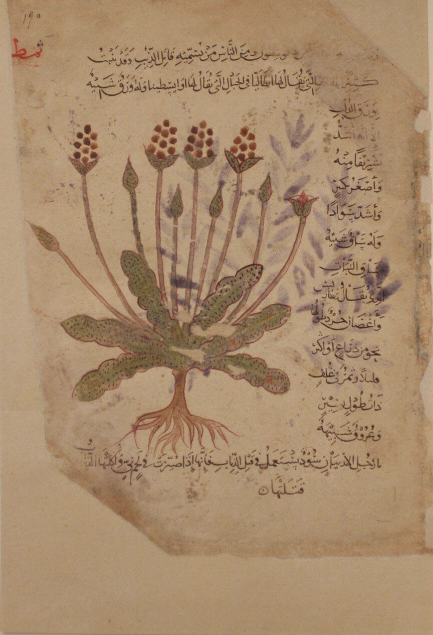 An old piece of parchment on which text is hand-written in Arabic around a hand-drawn illustration of a plant with long stems and flowers and long roots.