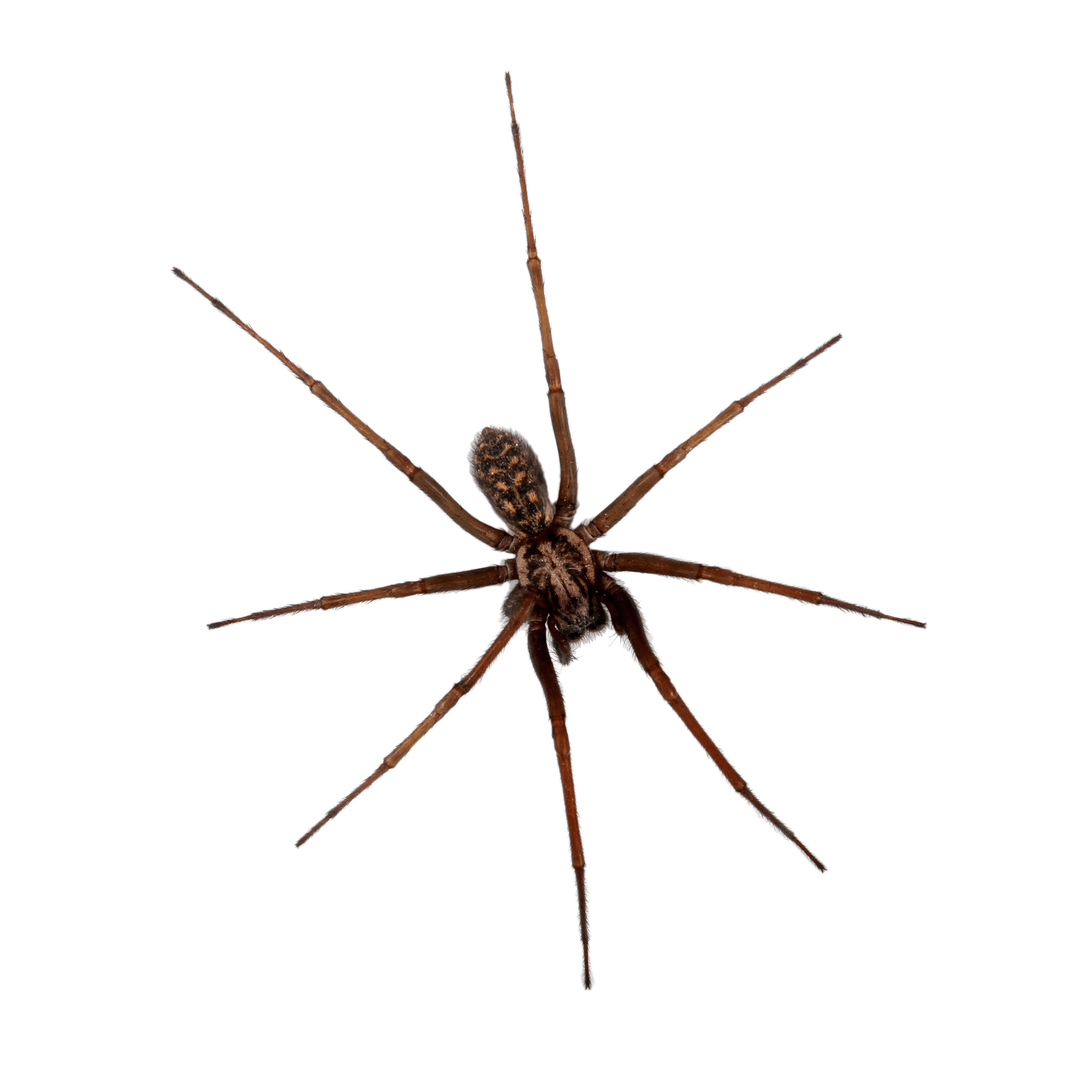 A long-legged spider.