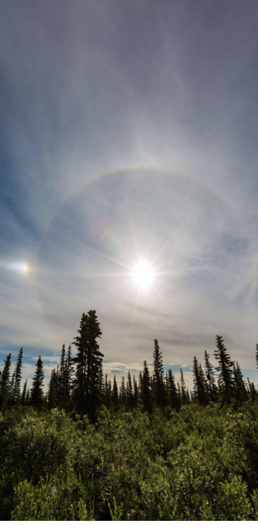 A photo of a bright sun in the sky above a forest of tall trees. Around the sun is a white circle of light.