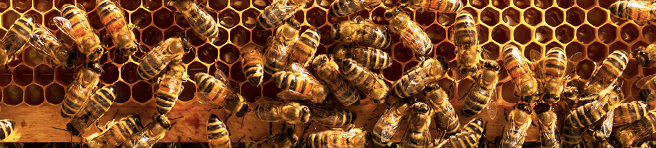A photo of a bee hive covered with bees. The hexagonal comb is visible.