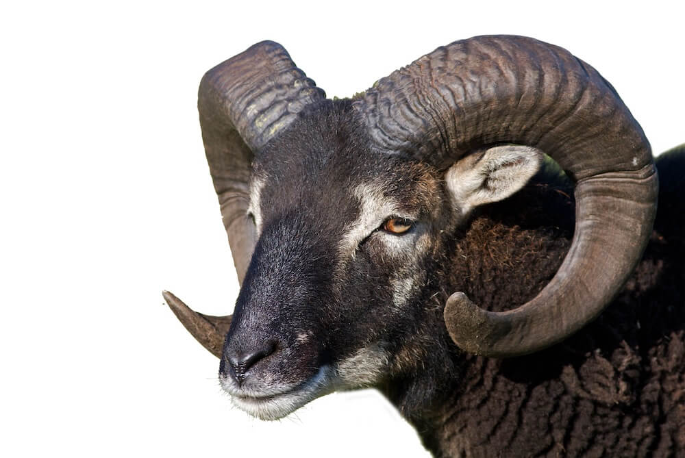 A sheep with dark wool and large curled horns.